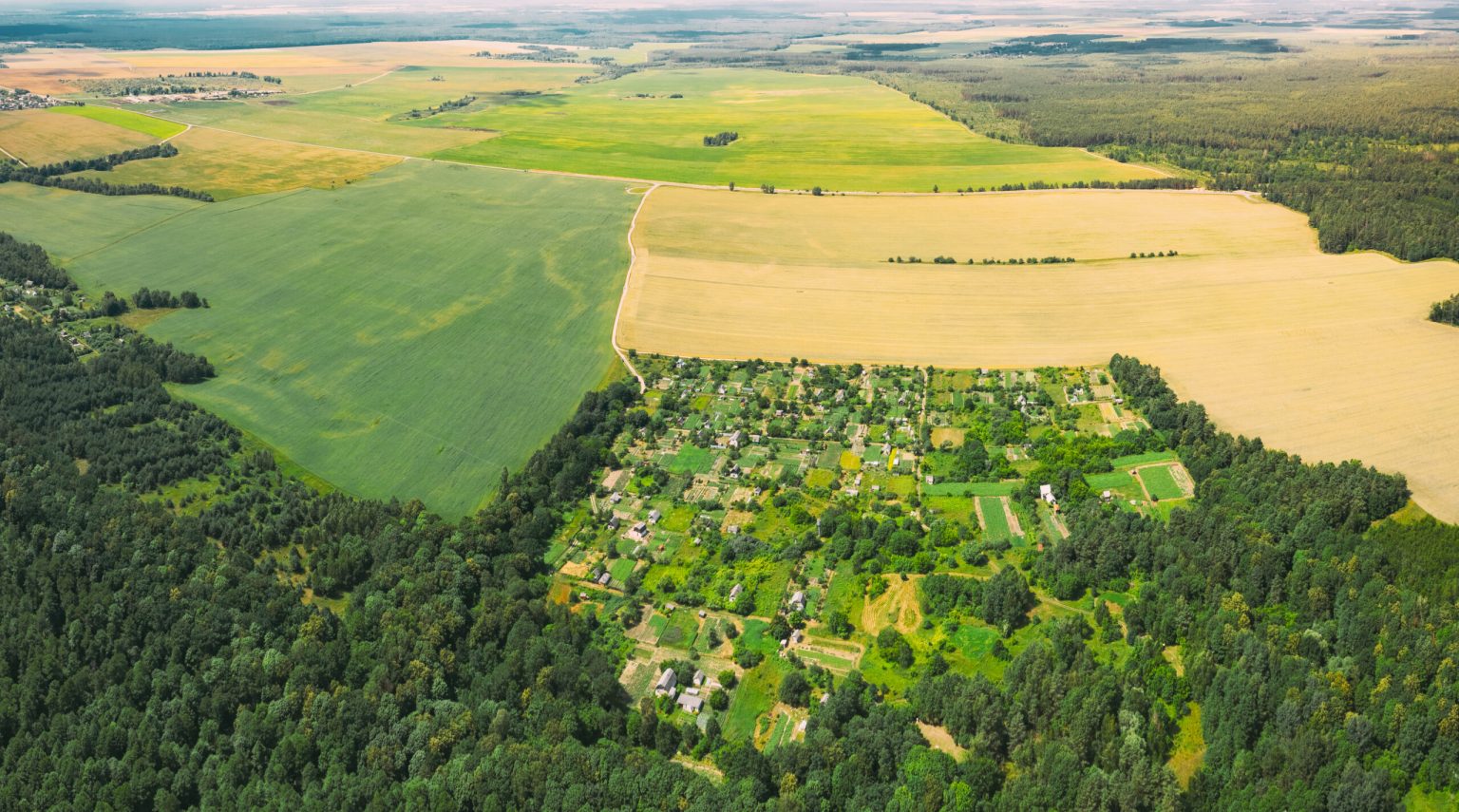 Countryside Rural Green Field Landscape With Young Wheat Sprouts And Forest In Spring Summer Cloudy Day. Agricultural Field. Young Wheat Shoots. Aerial View